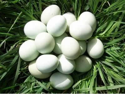 Bất ngờ trứng gà vỏ xanh