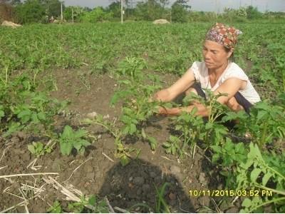 Bệnh sương mai hại khoai tây sớm