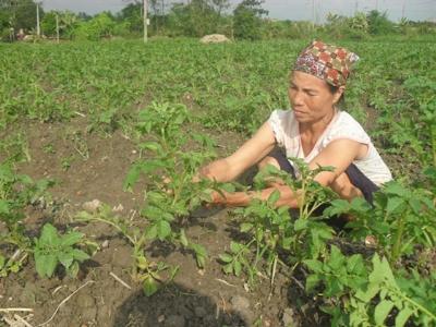 Bệnh sương mai hại khoai tây sớm