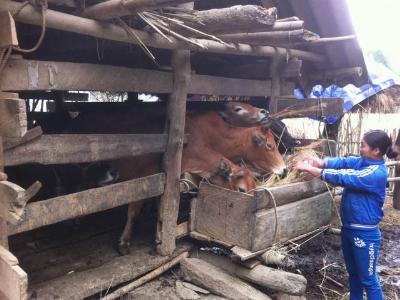 Bí quyết tránh rét, bảo vệ đàn trâu bò độc đáo ở Bản Mế