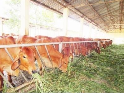 Bò nội có thắng bò ngoại