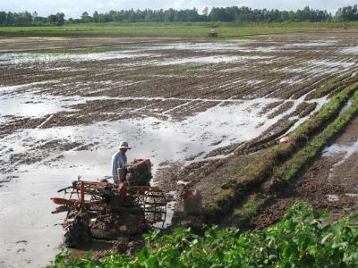 Bón lân nung chảy Lâm Thao cho lúa trên đất phèn