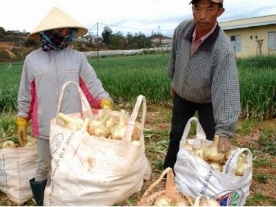 Bón NPK-S Lâm Thao cho hành tây