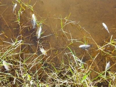 Cá chết trắng hồ nghi do ô nhiễm nguồn nước