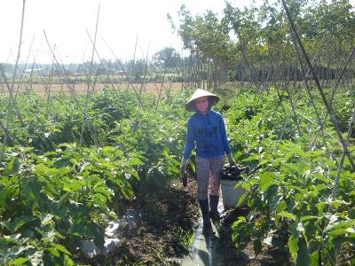 Cần có thêm cửa hàng rau an toàn trên địa bàn tỉnh Tây Ninh