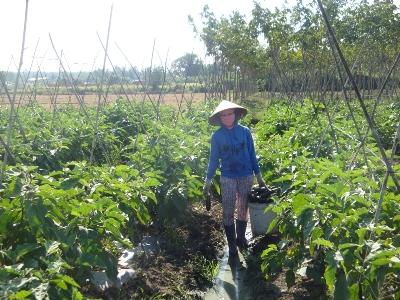 Cần có thêm cửa hàng rau an toàn trên địa bàn tỉnh Tây Ninh