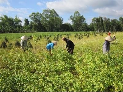 Cánh đồng lớn vướng gì thiếu cơ chế ràng buộc