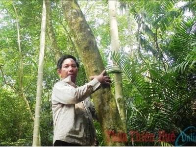 Cây sưa trên đất Nam Đông