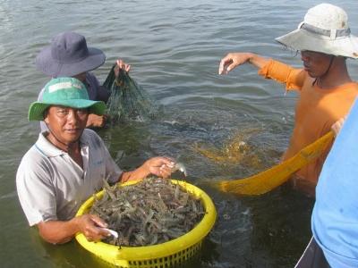 Cho không mới tham gia bảo hiểm nông nghiệp