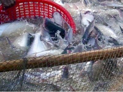 Cho phép chuyển nhượng cá tra bố mẹ chọn giống đực bị thừa