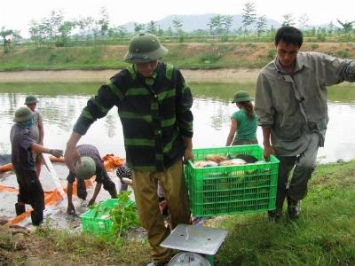 Cởi trói và tiếp sức cho trang trại