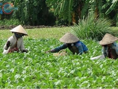 Củ cải trắng lên ngôi