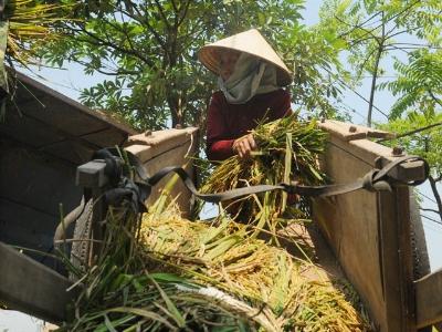 Đề xuất gói tài chính 100.000 tỷ đồng hỗ trợ nông nghiệp cần nhưng phải rõ mục tiêu