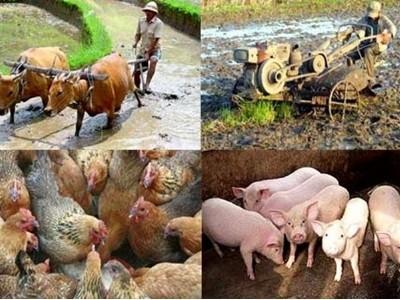 Đề xuất nhiều chính sách hỗ trợ phát triển nông nghiệp - nông thôn