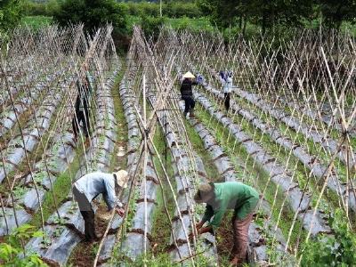 Diện tích rau an toàn trong cả nước mới chỉ chiếm dưới 10%
