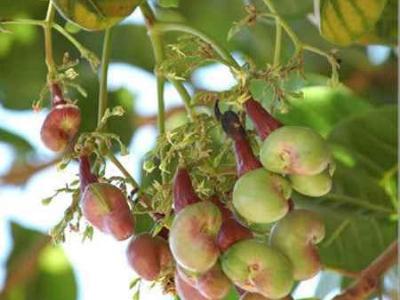 Điều nở hoa sớm sẽ ảnh hưởng đến năng suất