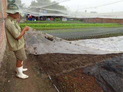 Dùng bạt nilon trắng để xử lý đất trồng rau ăn lá