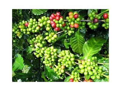 Giá cà phê trong nước giảm 300 ngàn đồng/tấn