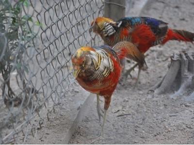Giáp chim tiết lộ bí quyết nuôi trĩ bảy màu sinh sản