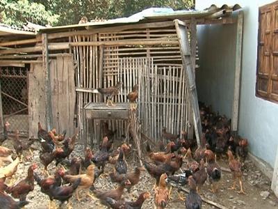 Hiệu quả mô hình nuôi gà thả vườn ở xã Diên Phú