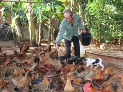 Hiệu quả từ mô hình nuôi gà an toàn sinh học