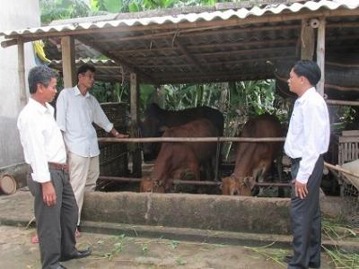 Hiệu quả từ mô hình trồng cỏ nuôi bò nhốt ở Triệu Phong