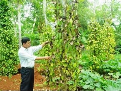Hơn 9.600ha hồ tiêu nhiễm bệnh chết nhanh, chết chậm