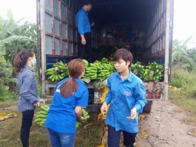 Hơn 130 tấn chuối tại Vĩnh Phúc đã được giải cứu