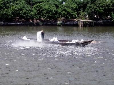 Hơn 686ha nuôi trồng thủy sản đạt VietGAP
