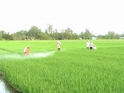 Hướng dẫn nông dân nuôi nấm xanh phòng trừ sâu hại trên lúa