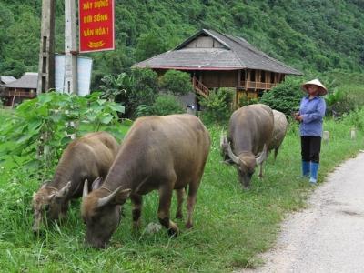 Hướng mới trong phát triển chăn nuôi trâu bò ở Võ Nhai