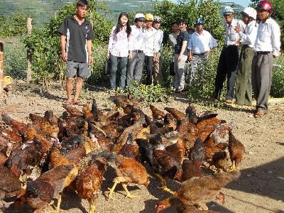 Hướng thoát nghèo từ nuôi gà thịt an toàn sinh học