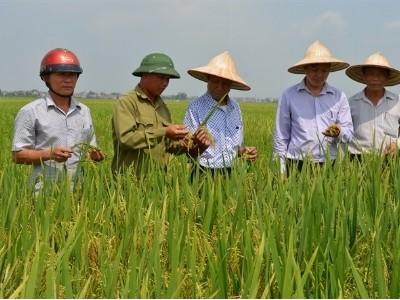 Hương thơm Kinh Bắc bay lên Yên Bái