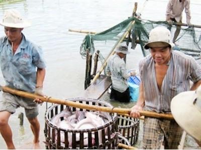 Kinh nghiệm nuôi cá tra sạch, giảm giá thành