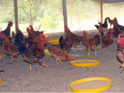 Kinh nghiệm nuôi gà an toàn sinh học