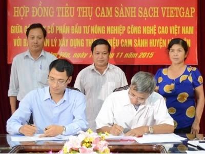 Ký kết hợp đồng tiêu thụ cam sành VietGAP