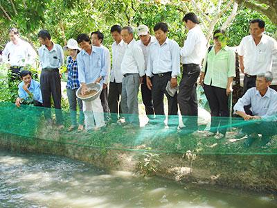 Kỹ thuật nuôi cá lóc trong vèo đặt trong ao