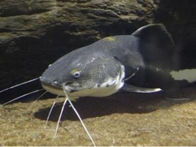Kỹ thuật nuôi cá trê