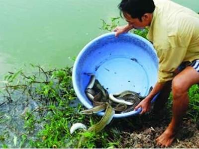 Lãi trăm triệu nhờ cá chình