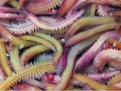 Lợi nhuận cao từ nuôi rươi thương phẩm