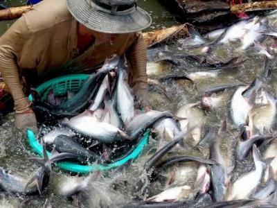 Lùi thời hạn áp dụng VietGAP nuôi cá tra đến cuối 2016