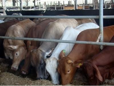 Lượng lớn bò Úc sẽ đổ về Việt Nam sau TPP
