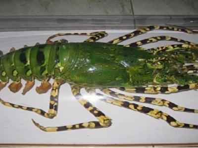 Lưu ý khi điều trị bệnh sữa cho tôm hùm
