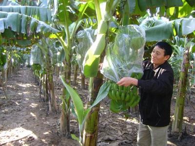Mất tiền tỷ vì thiếu chuối xuất khẩu