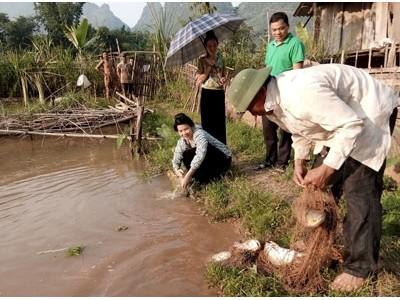 Mô hình nuôi cá bán thâm canh ở Chiềng La