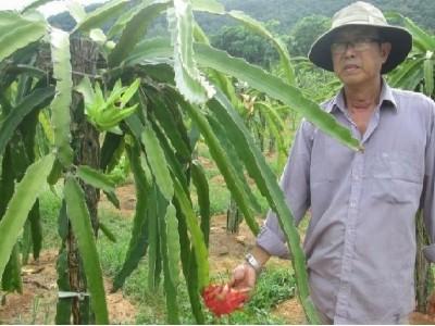 Mô hình trồng thanh long ruột đỏ tại huyện đảo Phú Quốc cho thu nhập cao
