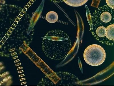 Mối liên hệ giữa sức khỏe tôm và biến động quần thể phytoplankton trong các ao nuôi tôm thẻ chân trắng thâm canh - Phần 1
