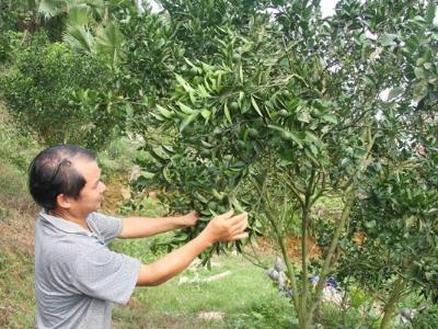 Nâng cao hiệu quả mô hình trồng cam theo tiêu chuẩn VietGap ở xã Hương Sơn