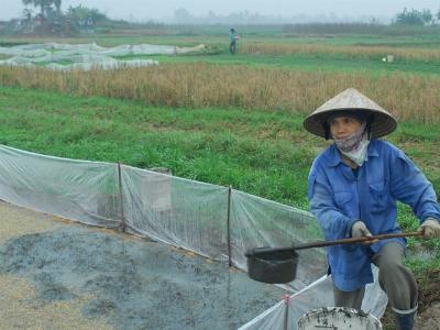 Nâng vụ đông thành vụ chính ở miền Bắc có thể thu được 25.000 tỷ đồng