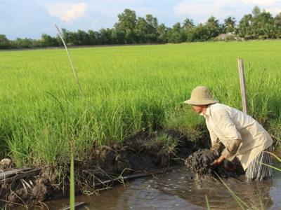 Né mặn trong mùa khô 2016